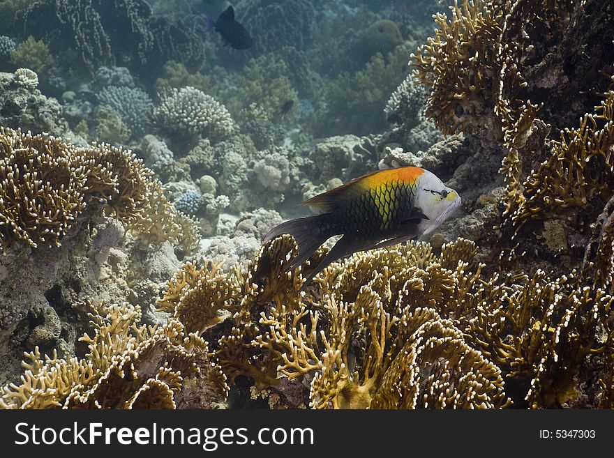 Slingjaw Wrasse (epibulus Insidiator)