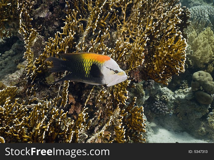 Slingjaw wrasse (epibulus insidiator) taken in the Red Sea.