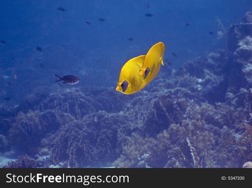 Masked Butterfly Fish (Chaetodon semilarvatus) taken in the Red Sea.