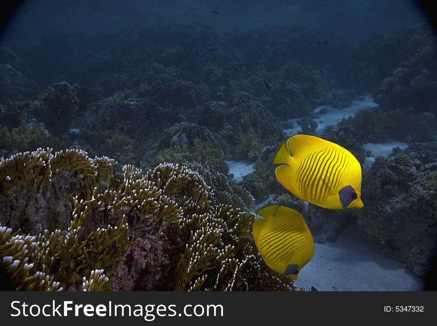 Masked Butterfly Fish (Chaetodon semilarvatus) taken in the Red Sea.