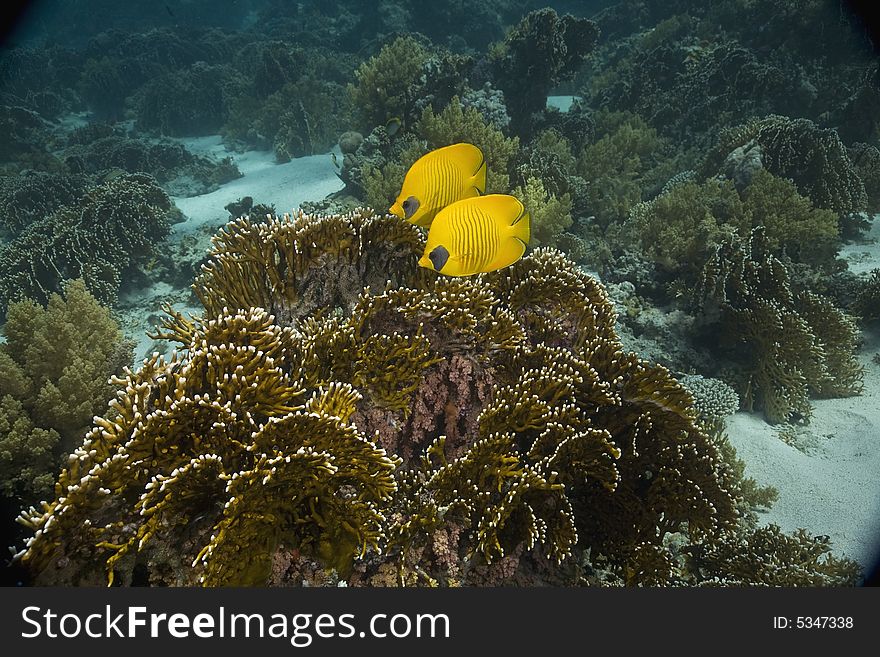 Masked Butterfly Fish (Chaetodon semilarvatus) taken in the Red Sea.