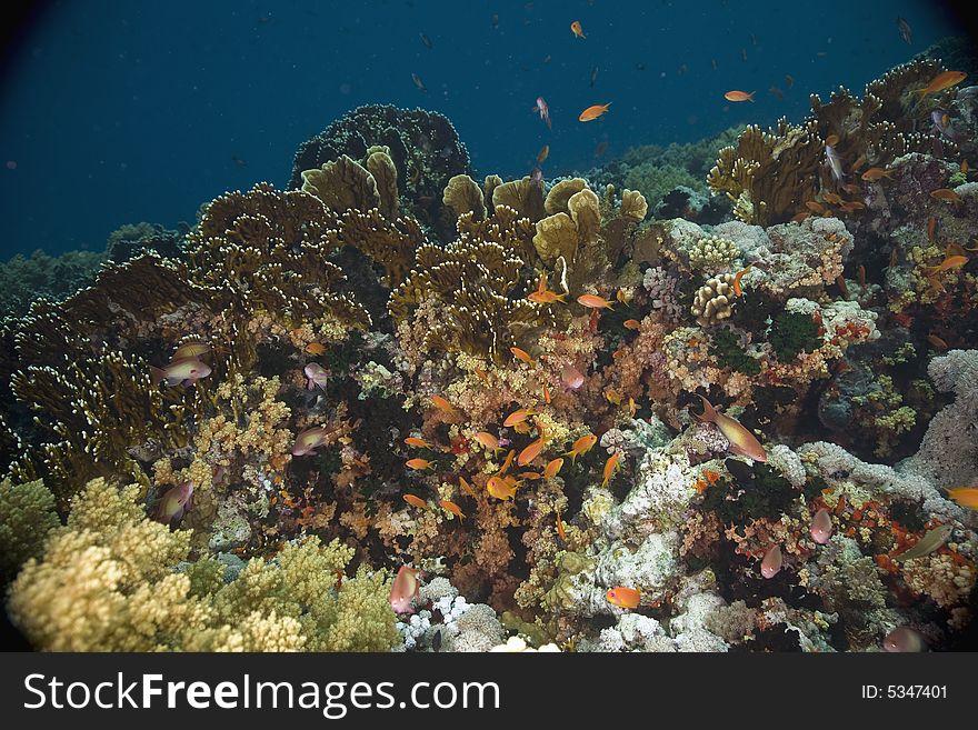 Coral and fish taken in the Red Sea.