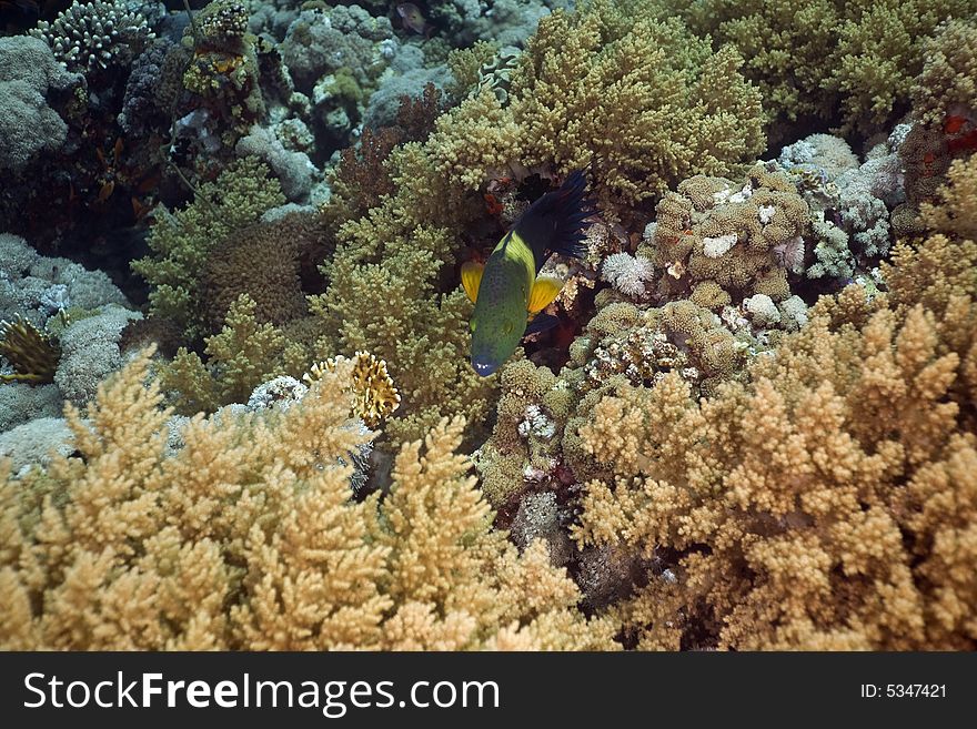 Broomtail wrasse (cheilinus lunulatus) taken in the Red Sea.