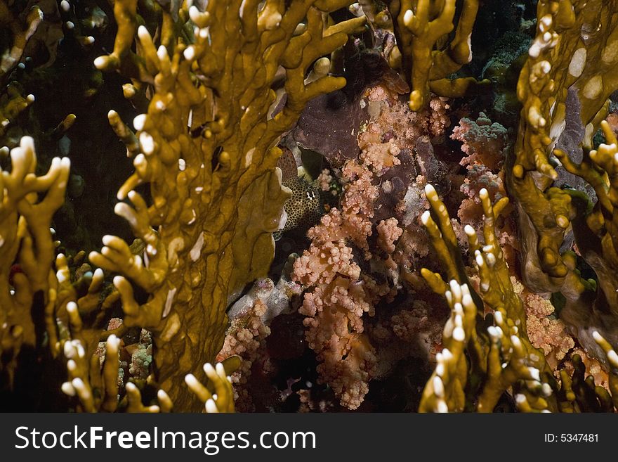 Leopard blenny (exallias brevis)
 taken in the Red Sea.