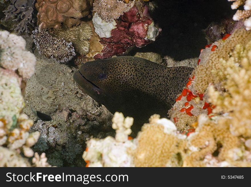 Giant moray (gymnothorax javanicus) taken in the Red Sea.