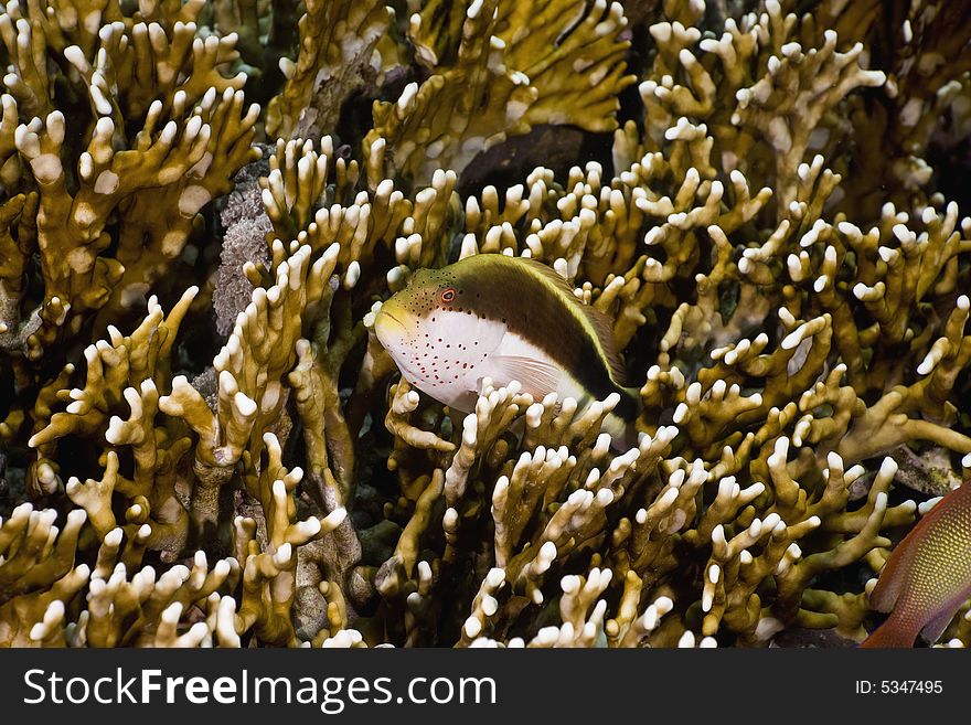 Freckled hawkfish (paracirrhites forsteri) taken in the Red Sea.
