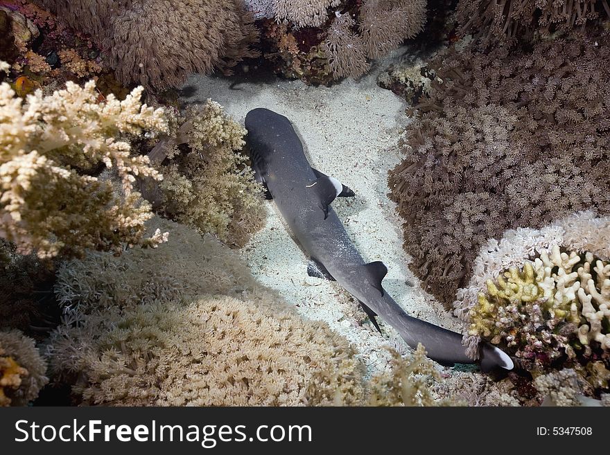 Baby whitetip reef shark (triaenodon obesus) taken in the Red Sea.