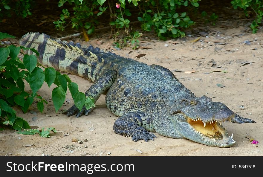 The crocodile on the sand near the pond (Vietnam)
