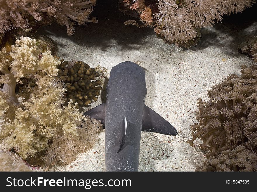 Baby whitetip reef shark (triaenodon obesus)