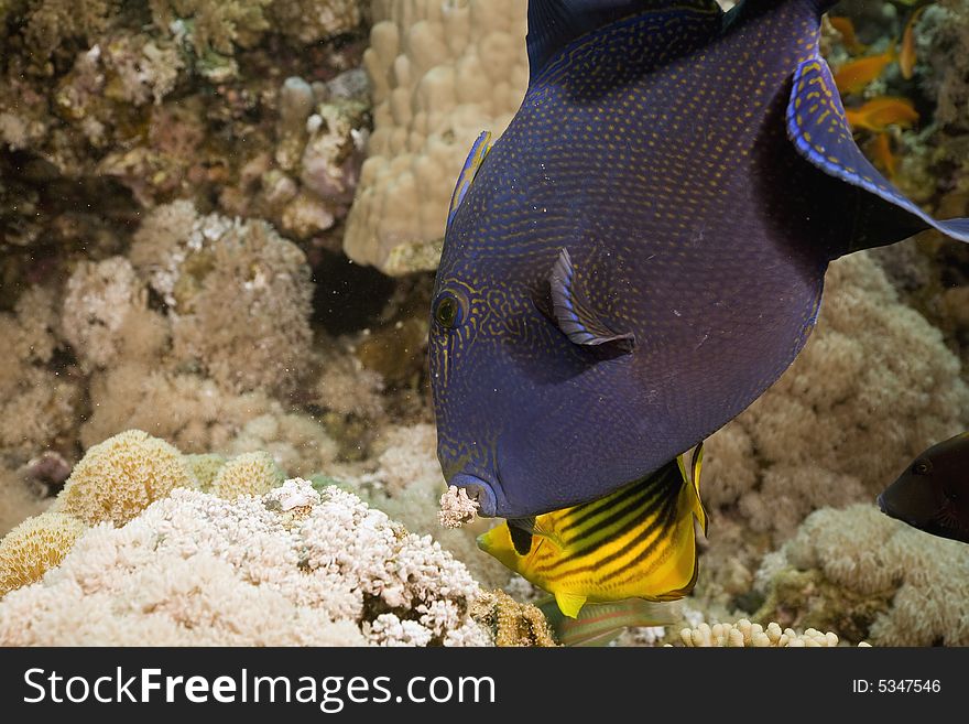 Blue triggerfish (pseudobalistes fuscus) taken in the Red Sea.