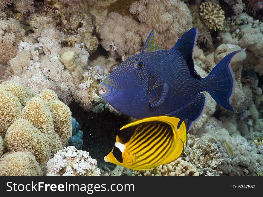 Blue triggerfish (pseudobalistes fuscus) taken in the Red Sea.