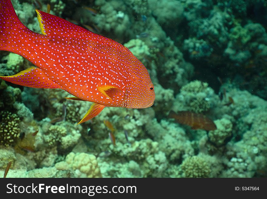 Lyretail grouper (variola louti) taken in the Red Sea.