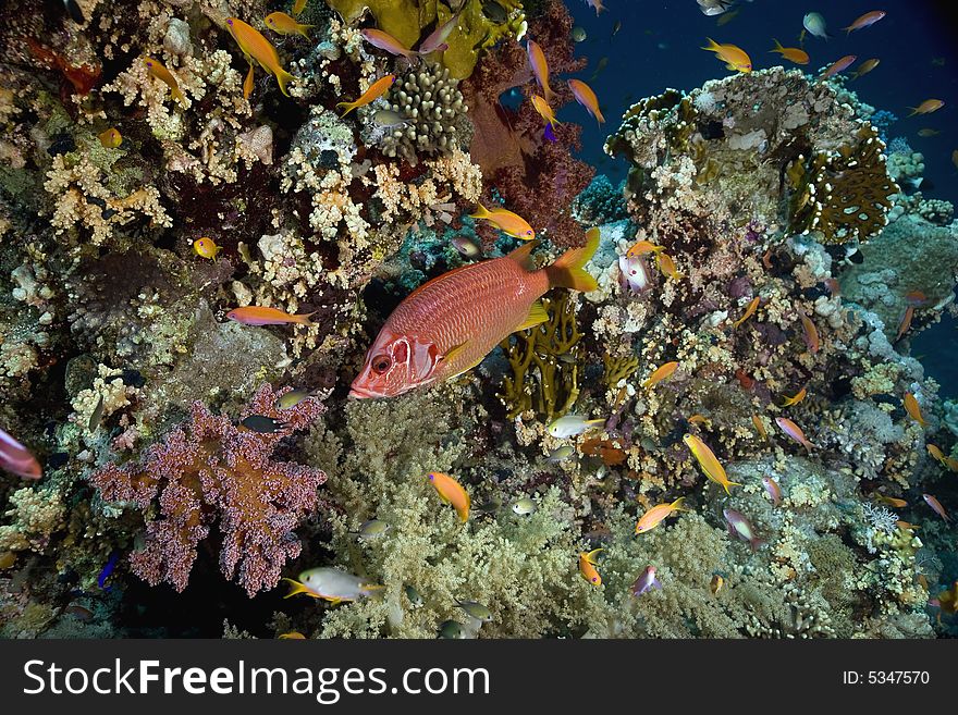 Longjawed squirrelfish (sargocentron spiniferum)