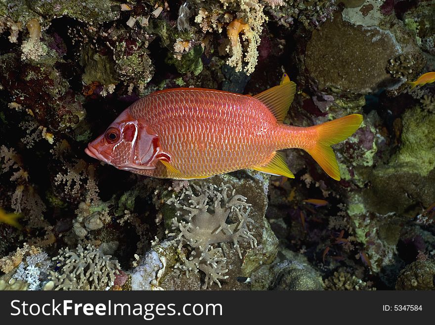 Longjawed squirrelfish (sargocentron spiniferum)