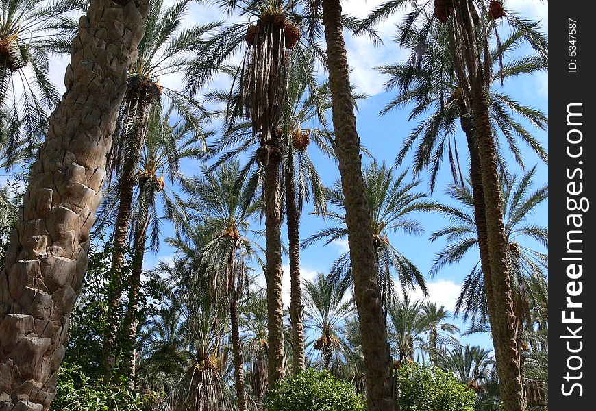 Palms in a oasis in the sahara. Palms in a oasis in the sahara.