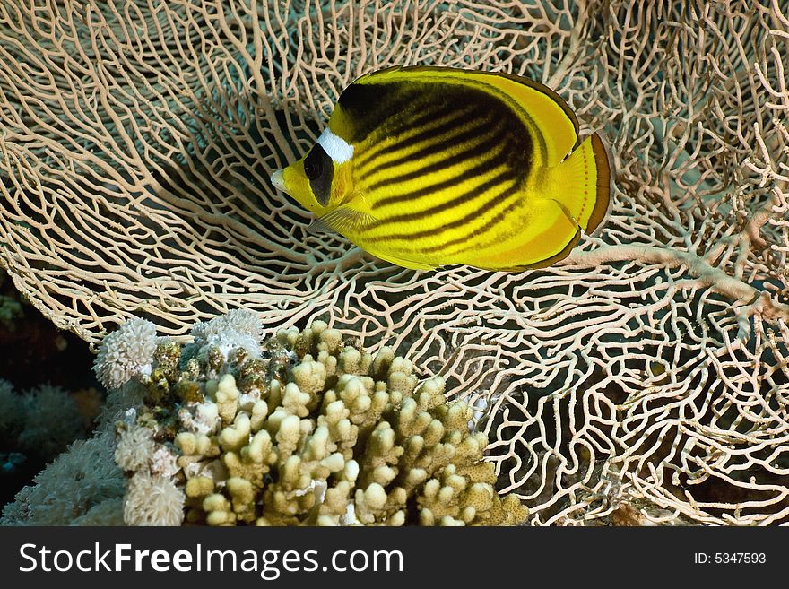 Red sea raccoon butterflyfish (chaetodon fasciatus) taken in the Red Sea.