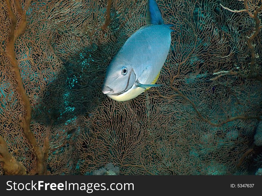 Sleek unicornfish (naso hexacanthus) taken in the Red Sea.