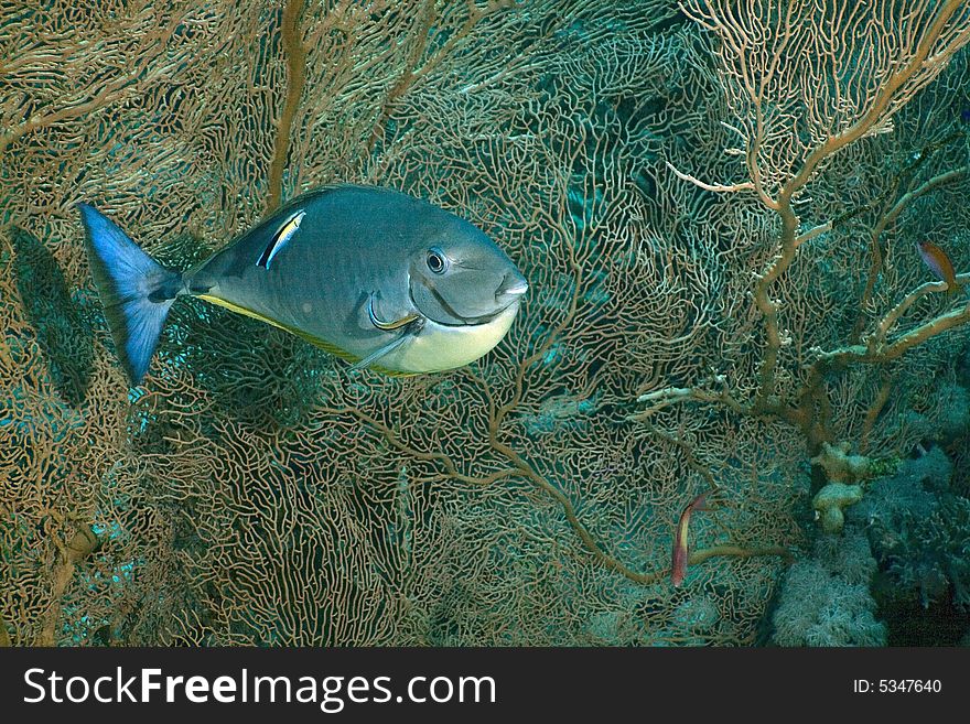 Sleek unicornfish (naso hexacanthus) taken in the Red Sea.