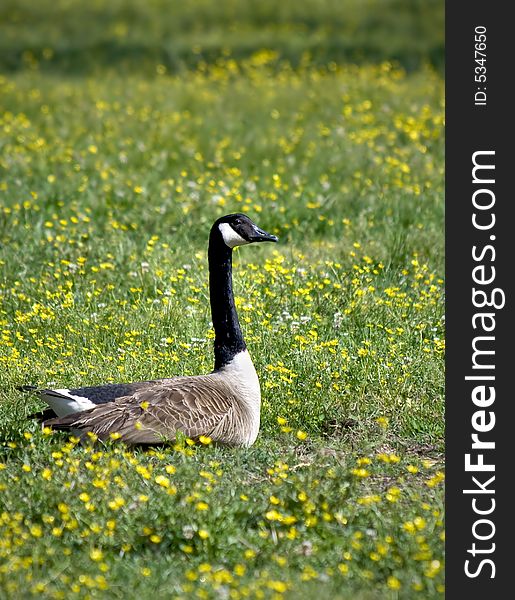 Canadian goose sitting in green meadow with yellow daisy cups in the spring time.