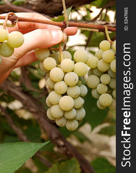 Woman hand holding bunch of grapes