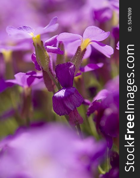 Beautiful violette iris floral background