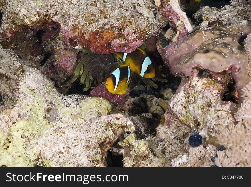 Red sea anemonefish (Amphipiron bicinctus)and bubble anemone  taken in the Red Sea.