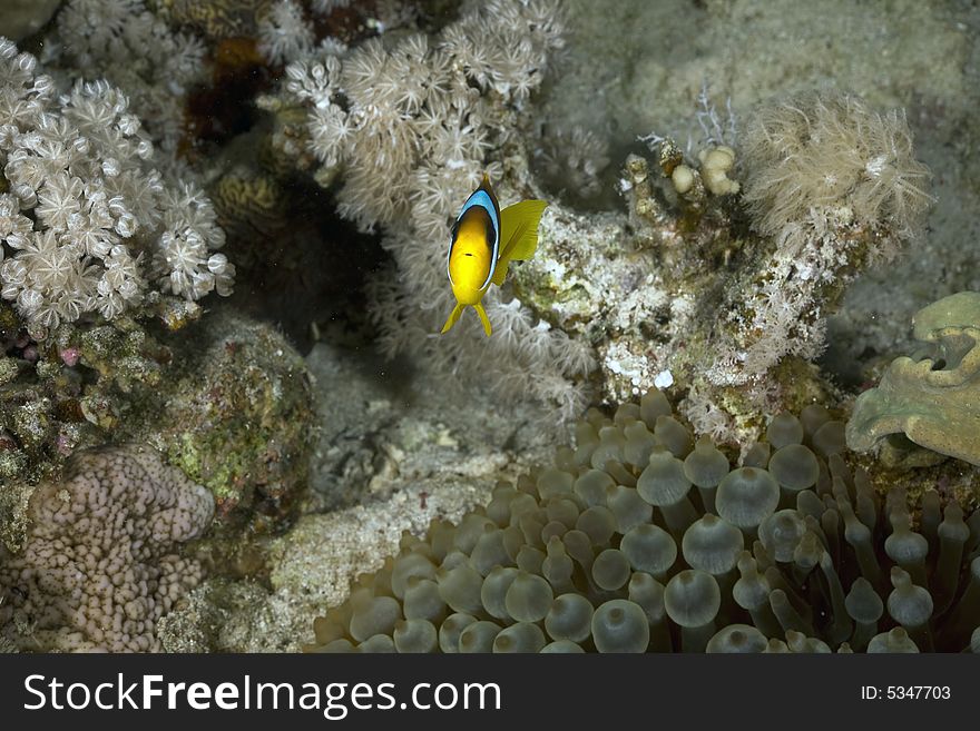 Red Sea Anemonefish (Amphipiron Bicinctus)