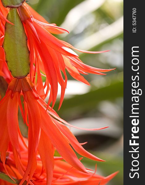 Luxurient blooming red tropical flower