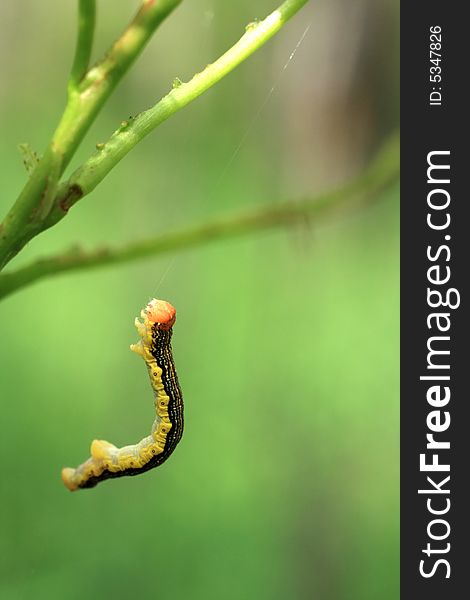 Close up portrait of a small caterpillar climbing to its next meal