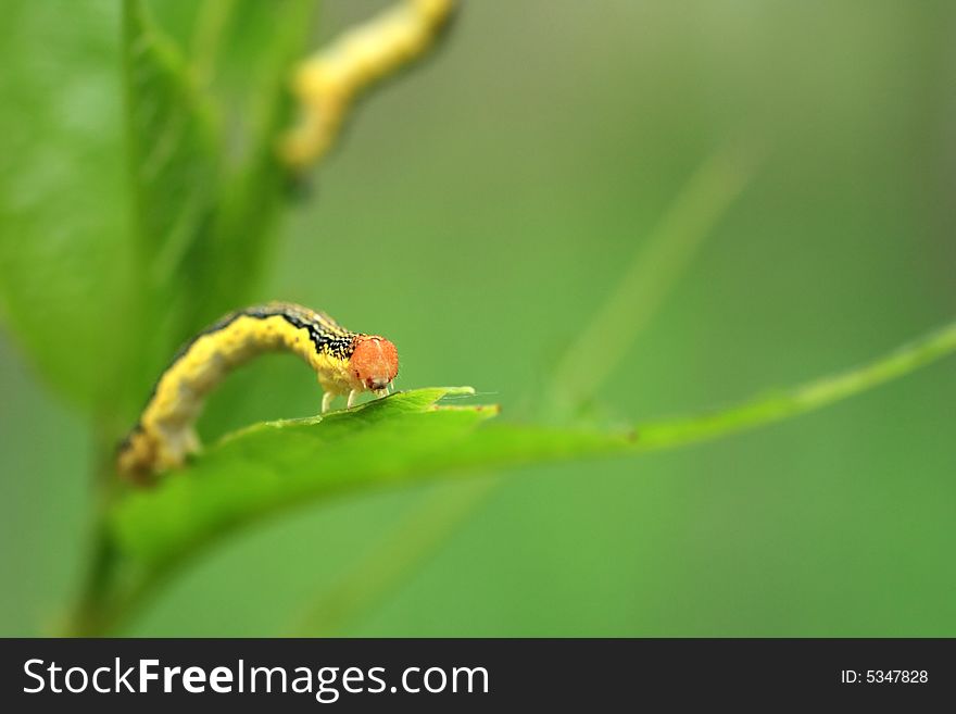 Close up portrait of a small caterpillar climbing to its next meal. Close up portrait of a small caterpillar climbing to its next meal