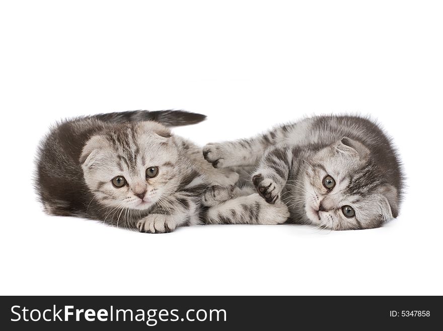 Funny kittens isolated over white