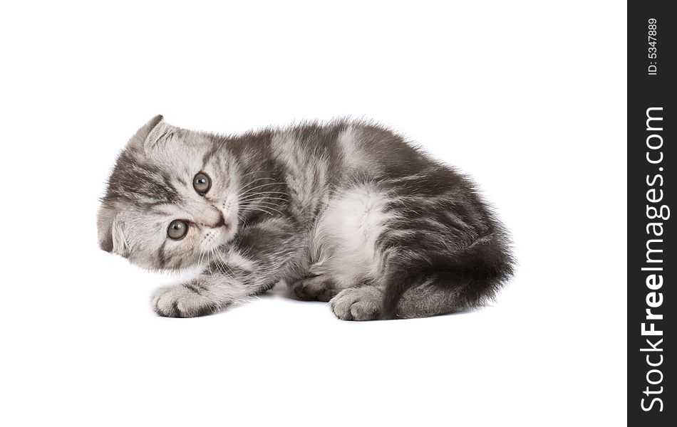 Funny kitten isolated over white