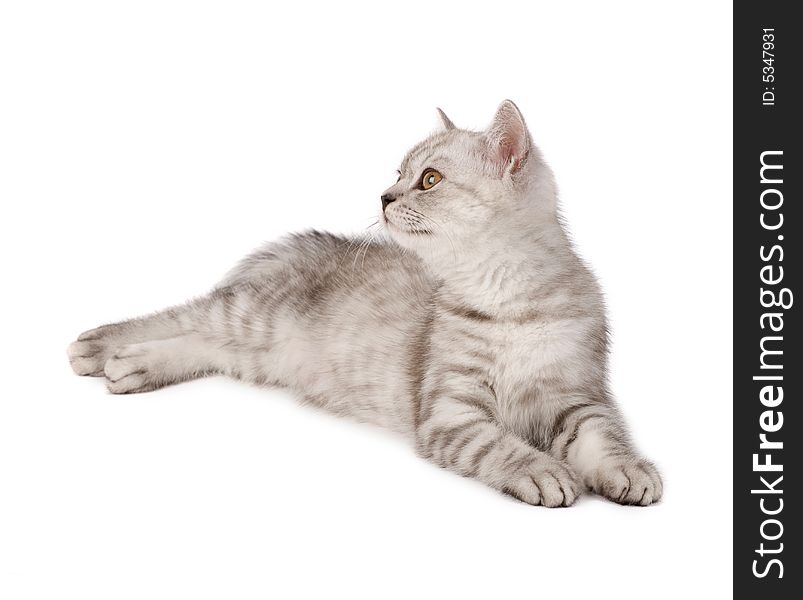 Cute kitten isolated over white