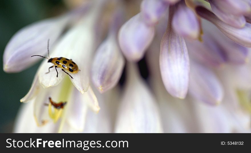 Macrophotography of a yellow lady bug walking on flowers' petals.