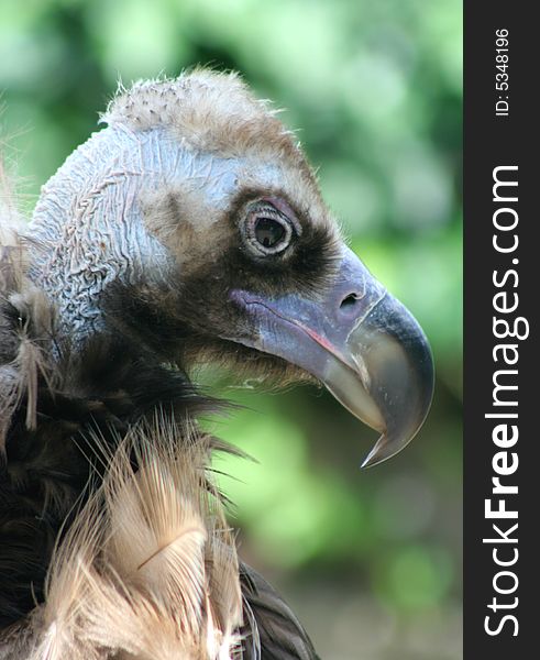 Portrait of a predator: the vulture.