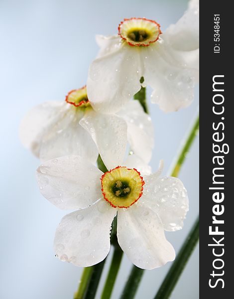 Close-up view to the narcissus on blue background