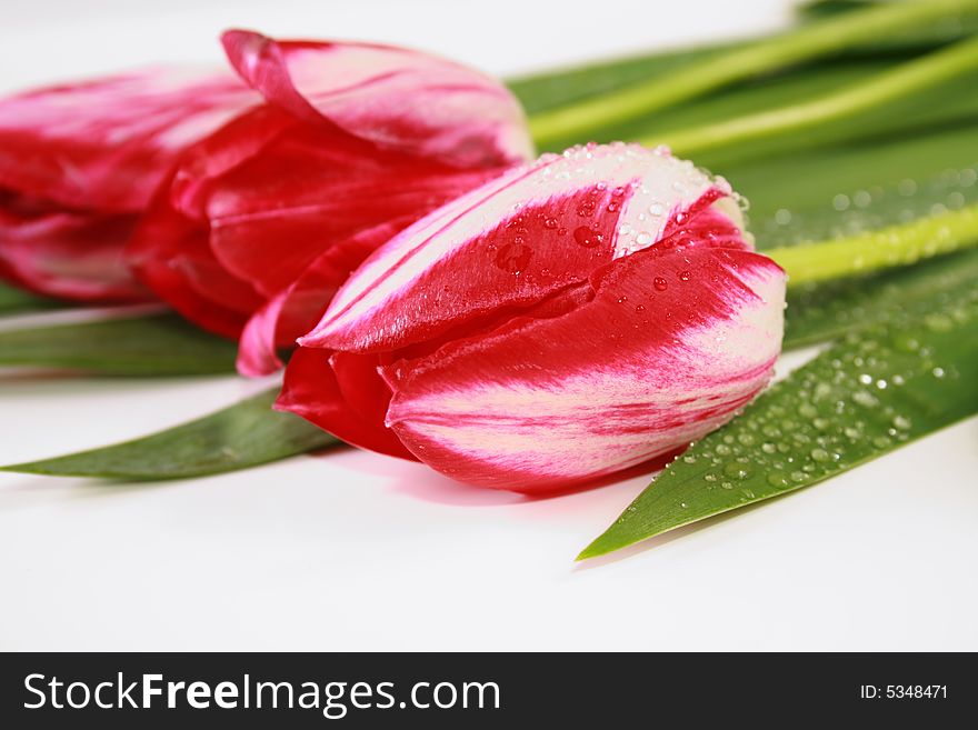Close-up view to the Tulips on white background