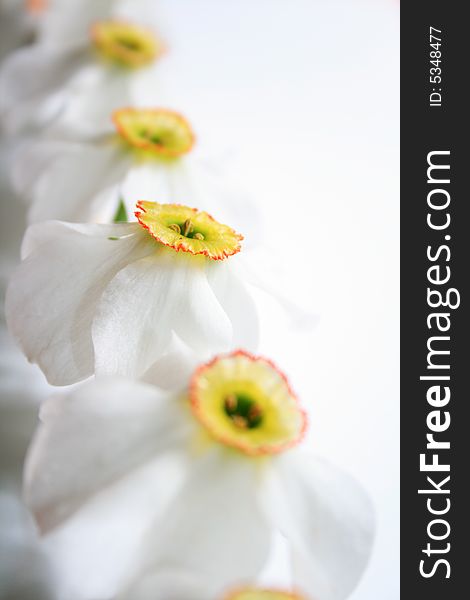 Close-up view to the narcissus on white background