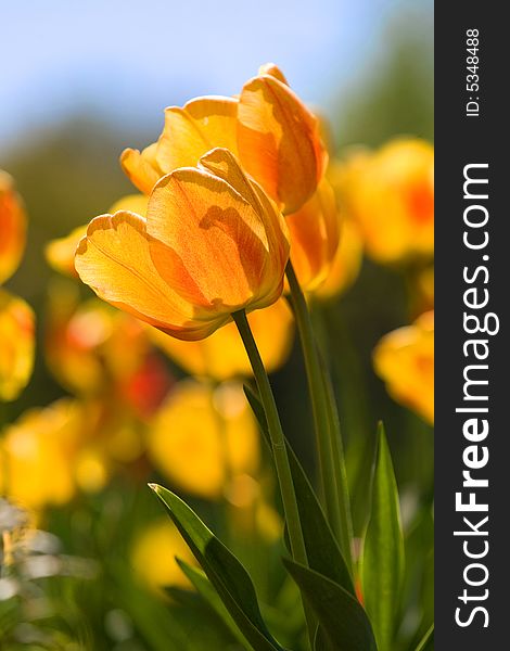 Beautiful red and yellow tulips macro shot