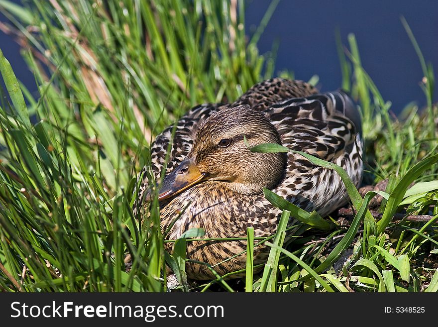 Mallard sitting on her nest tending her eggs. Mallard sitting on her nest tending her eggs