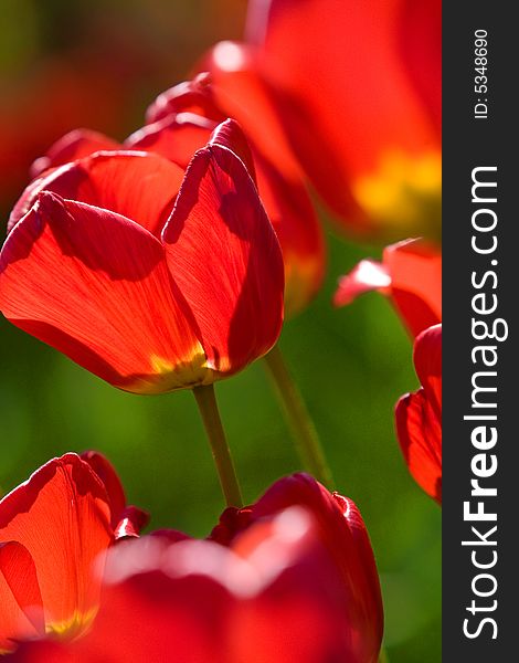 Beautiful red tulips macro background