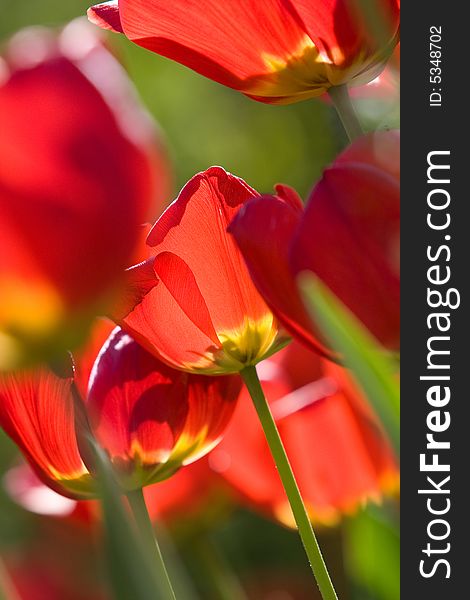 Beautiful red tulips macro background