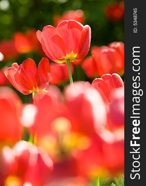 Beautiful red tulips macro background