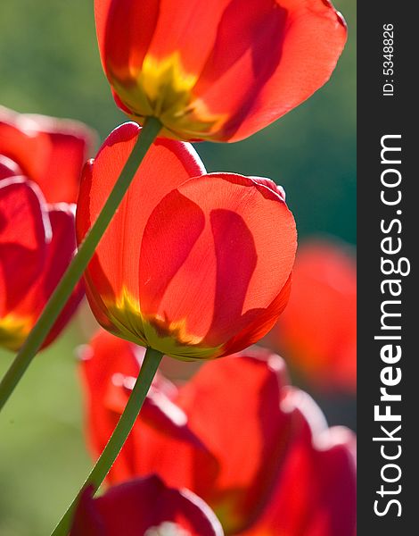 Beautiful red tulips macro background