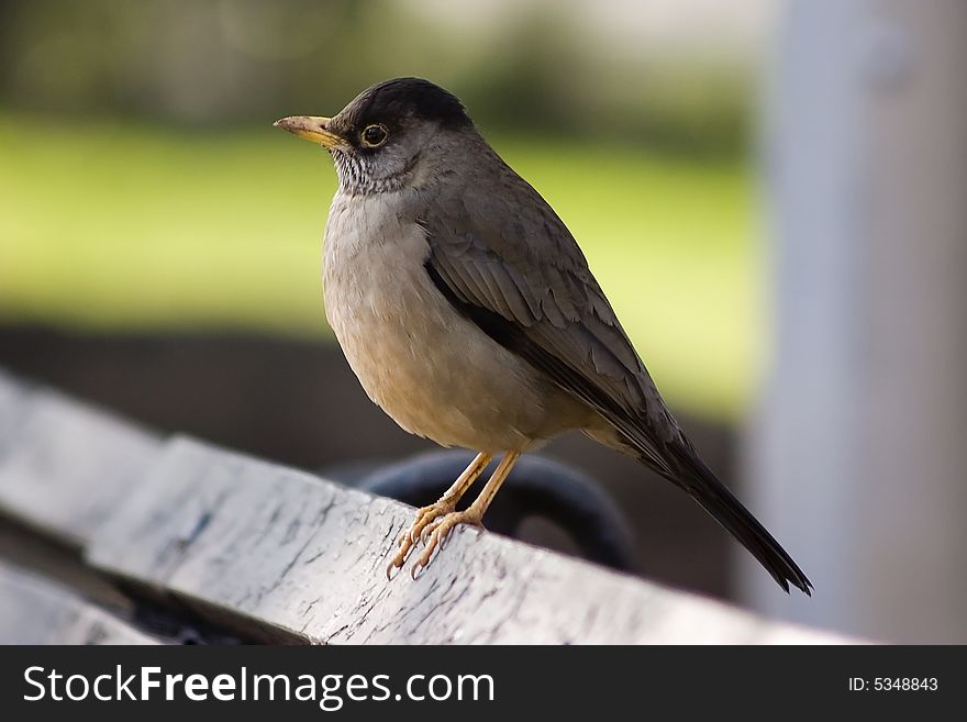 Austral Thrush, Turdus Falklandii Magellanicus