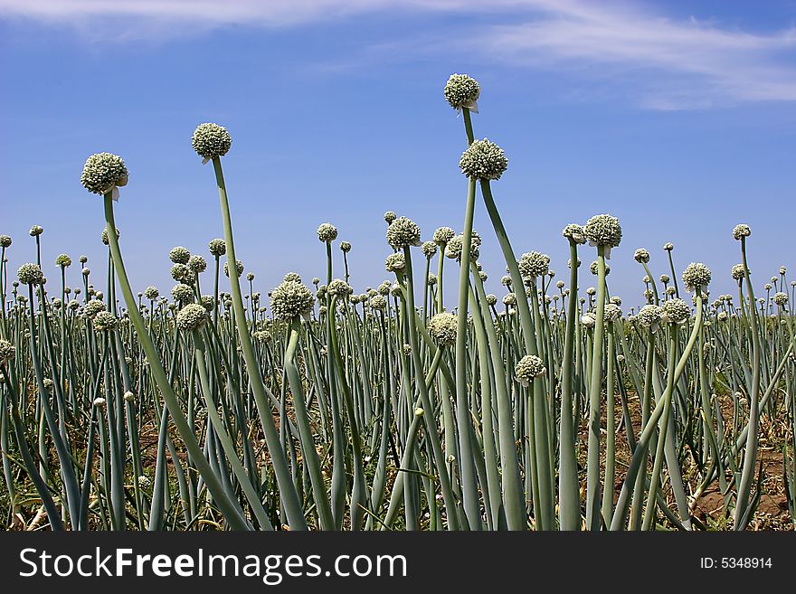 A field onion flowers full of seeds