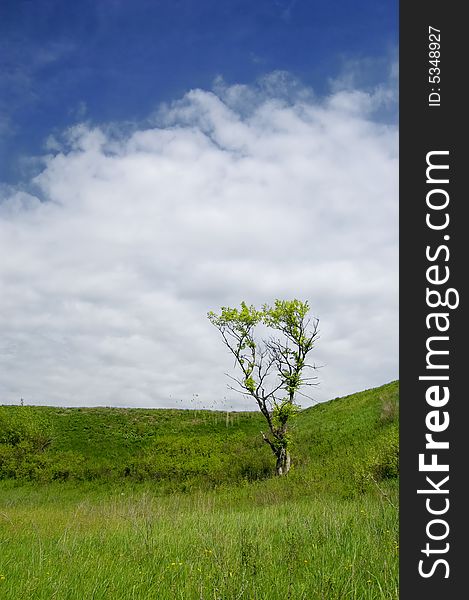 Spring landscape with a tree on the hill