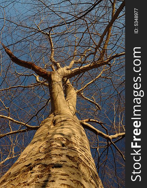 Tree with blue sky background. Tree with blue sky background