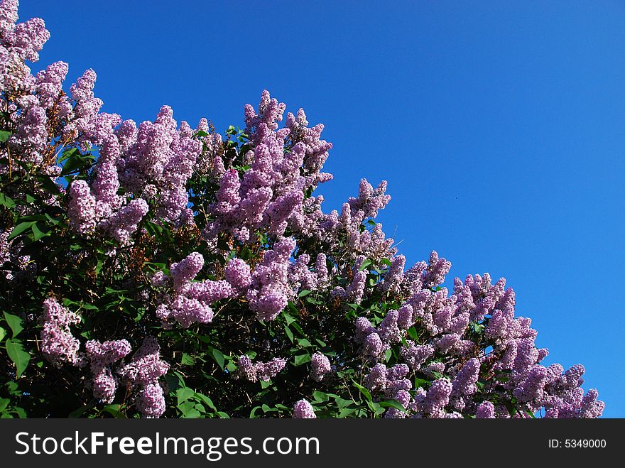 Lilacs blossom contrast to blue sky