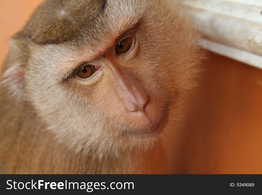 Close up of Pet Monkey face